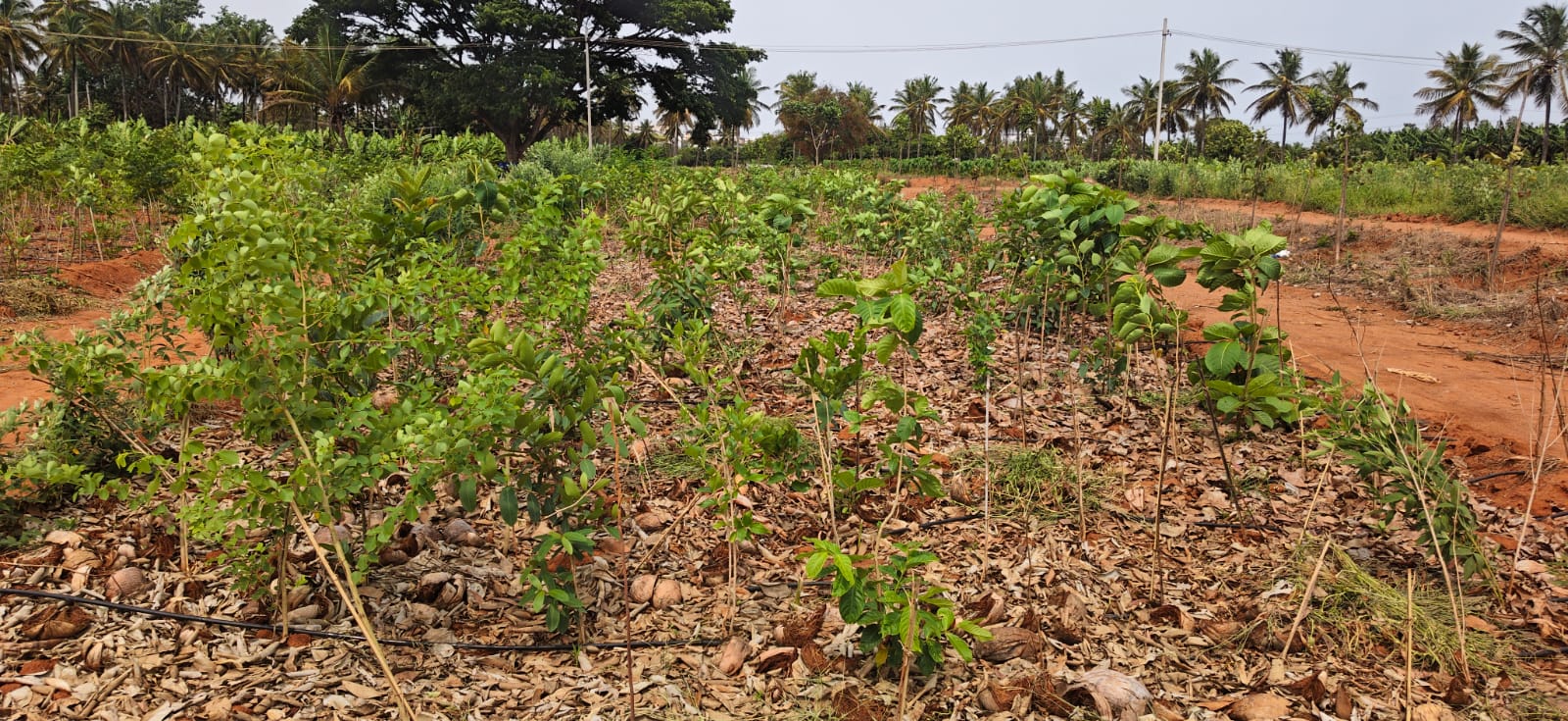 EKL's Green Legacy: Transforming Urban Landscapes Through Biodiversity and Climate Action